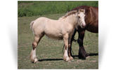 ~Northern Lights Gypsy Rose~ '19 Silver Buckskin Filly by Northern Lights Optimus Prime - KY